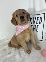 Butterscotch, a female Golden Retriever for sale in Greenfield, IN – 3 of 5