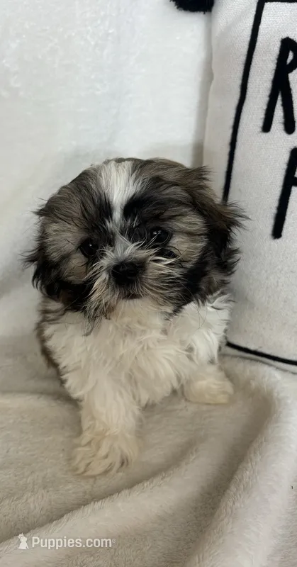 Skipper – Shih Tzu puppy for sale in Greenfield, IN