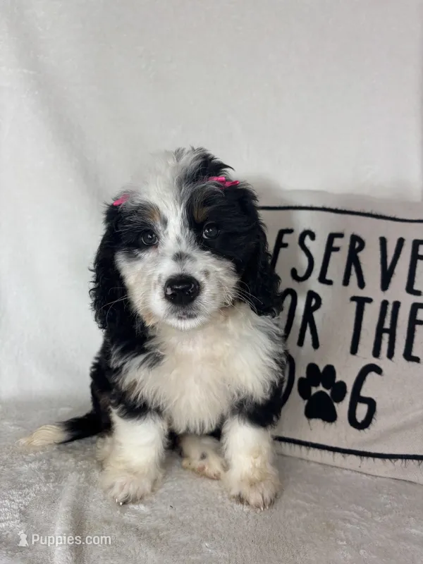 Bella – Bernedoodle puppy for sale in Greenfield, IN