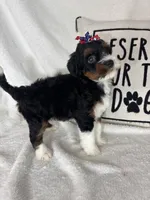Monica, a female Bernedoodle for sale in Greenfield, IN – 4 of 6
