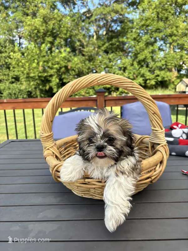 Skipper – Shih Tzu puppy for sale in Greenfield, IN