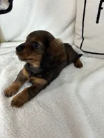 Dixie, a male Dachshund for sale in Greenfield, IN – 3 of 4