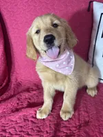 Gigi, a female Golden Retriever for sale in Greenfield, IN – 5 of 5