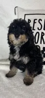 Joey, a male Bernedoodle for sale in Greenfield, IN – 4 of 6