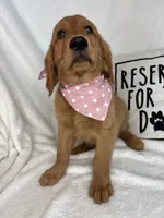 Ginger, a female Golden Retriever for sale in Greenfield, IN – 5 of 5
