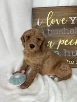 Ginger, a female Miniature Goldendoodle for sale in Greenfield, IN – Photo 4 of 5