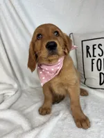Ginger, a female Golden Retriever for sale in Greenfield, IN – 2 of 5