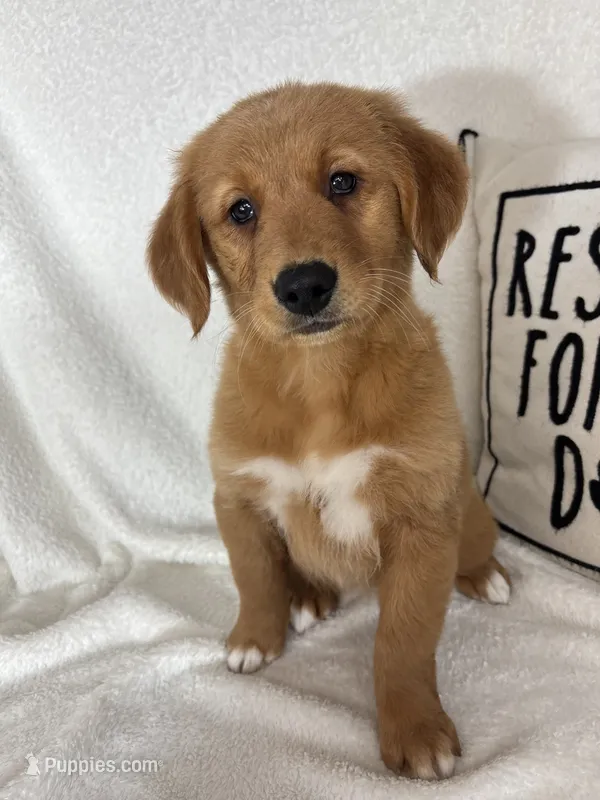 Ginger – Golden Retriever puppy for sale in Greenfield, IN