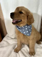 Charlie, a male Golden Retriever for sale in Greenfield, IN – Photo 4 of 5