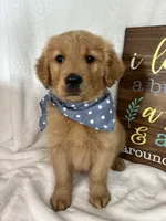 Charlie, a male Golden Retriever for sale in Greenfield, IN – Photo 1 of 5