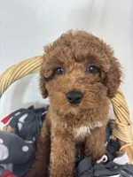 Gage, a male Miniature Goldendoodle for sale in Greenfield, IN – 3 of 4