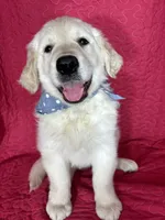 Gizmo, a male English Cream Golden Retriever for sale in Greenfield, IN – 1 of 5
