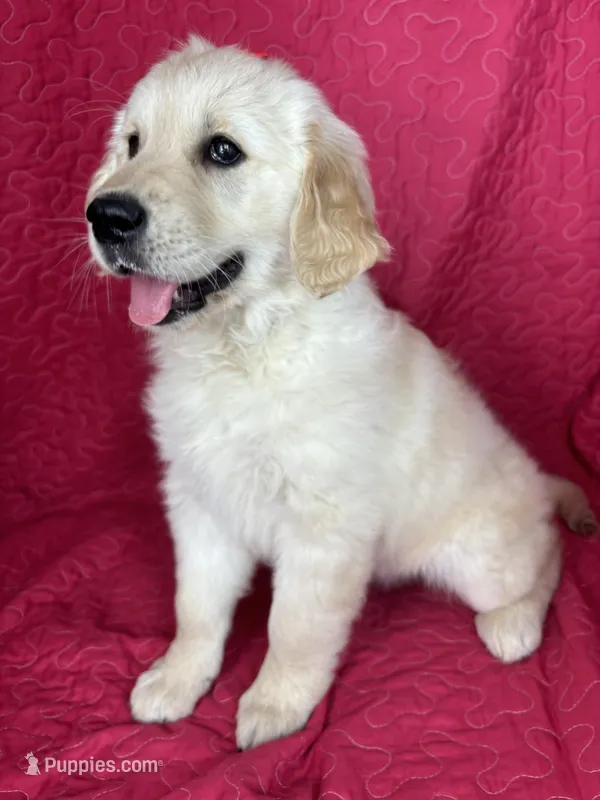 Greta – English Cream Golden Retriever puppy for sale in Greenfield, IN