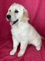 Greta, a female English Cream Golden Retriever for sale in Greenfield, IN – 1 of 5