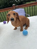 Rex, a male Miniature Dachshund for sale in Greenfield, IN – 1 of 5