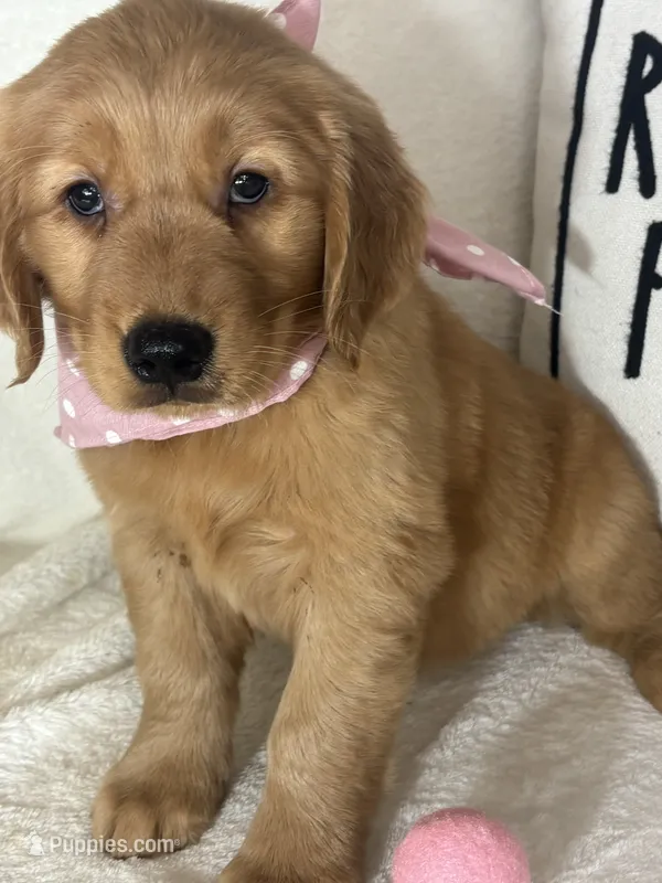 Sandy – Golden Retriever puppy for sale in Greenfield, IN