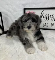 Phoebe, a female Miniature Bernedoodle for sale in Greenfield, IN – Photo 2 of 5