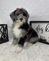 Phoebe, a female Miniature Bernedoodle for sale in Greenfield, IN – Photo 5 of 5
