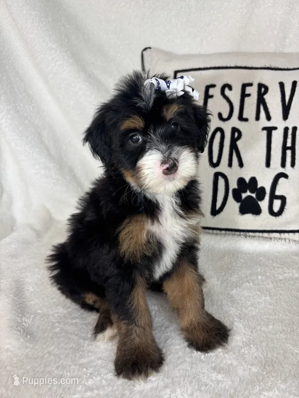 Macy – Bernedoodle puppy for sale in Greenfield, IN
