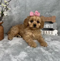 Monica, a female Cavapoo for sale in Greenfield, IN – Photo 3 of 6