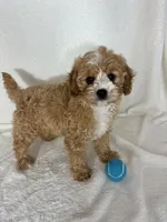 Joey, a male Cavapoo for sale in Greenfield, IN – 4 of 4