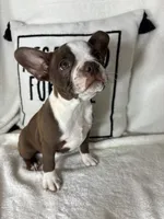Betty, a female Boston Terrier for sale in Greenfield, IN – 2 of 4