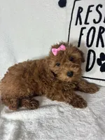 Gracie, a female Miniature Goldendoodle for sale in Greenfield, IN – 4 of 5