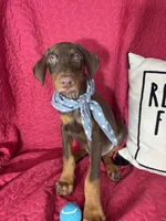 Diesel, a male Doberman Pinscher for sale in Greenfield, IN – 2 of 5