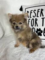 Pom Pom, a male Pomeranian for sale in Greenfield, IN – 2 of 5