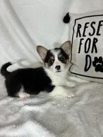Chloe , a female Pembroke Welsh Corgi for sale in Greenfield, IN – 5 of 5