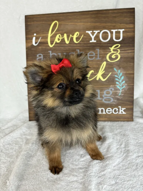 Pinky – Pomeranian puppy for sale in Greenfield, IN
