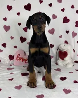 Dixie, a female Doberman Pinscher for sale in Greenfield, IN – Photo 4 of 5