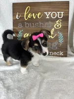 Carmen (Mother Day Special) , a female Pembroke Welsh Corgi for sale in Greenfield, IN – 2 of 5