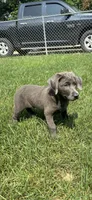 Maggie, a female Labrador Retriever for sale in Greenfield, IN – 3 of 5