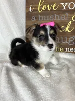 Carmen, a female Pembroke Welsh Corgi for sale in Greenfield, IN – Photo 4 of 5