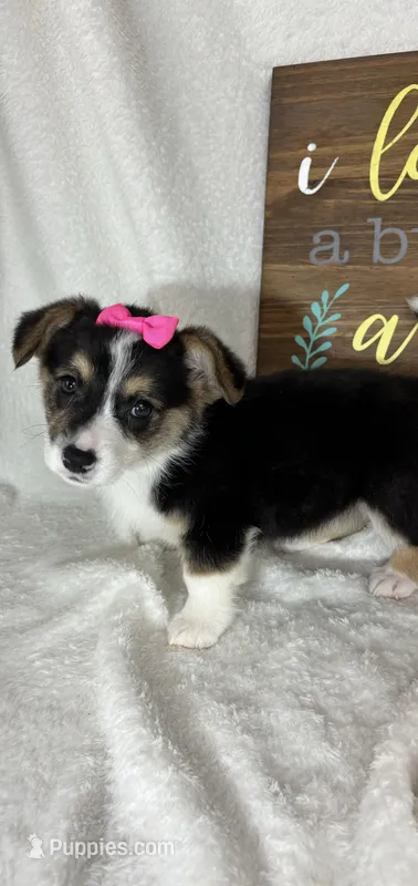 Carmen – Pembroke Welsh Corgi puppy for sale in Greenfield, IN