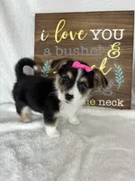 Carmen, a female Pembroke Welsh Corgi for sale in Greenfield, IN – Photo 3 of 5