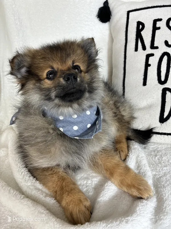 Prince – Pomeranian puppy for sale in Greenfield, IN