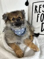 Prince, a male Pomeranian for sale in Greenfield, IN – 1 of 4