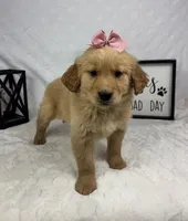 Goldie, a female Golden Retriever for sale in Greenfield, IN – Photo 4 of 5