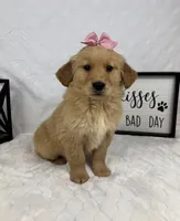 Goldie, a female Golden Retriever for sale in Greenfield, IN – Photo 3 of 5