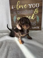 Diesel, a male Dachshund for sale in Greenfield, IN – 5 of 7