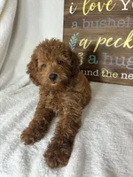 Gabby, a female Miniature Goldendoodle for sale in Greenfield, IN – 2 of 5