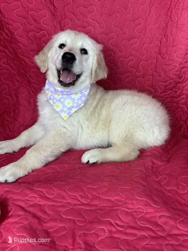 Gracie – English Cream Golden Retriever puppy for sale in Greenfield, IN