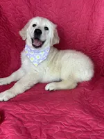 Gracie, a female English Cream Golden Retriever for sale in Greenfield, IN – 1 of 4