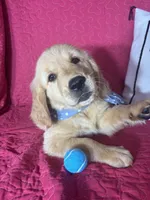 Gunner, a male Golden Retriever for sale in Greenfield, IN – 5 of 5