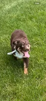 Astro, a male Australian Shepherd for sale in Greenfield, IN – 2 of 4