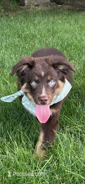 Astro – Australian Shepherd puppy for sale in Greenfield, IN