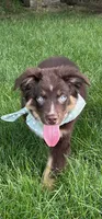 Astro, a male Australian Shepherd for sale in Greenfield, IN – 1 of 4