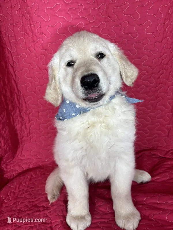 Gizmo – English Cream Golden Retriever puppy for sale in Greenfield, IN